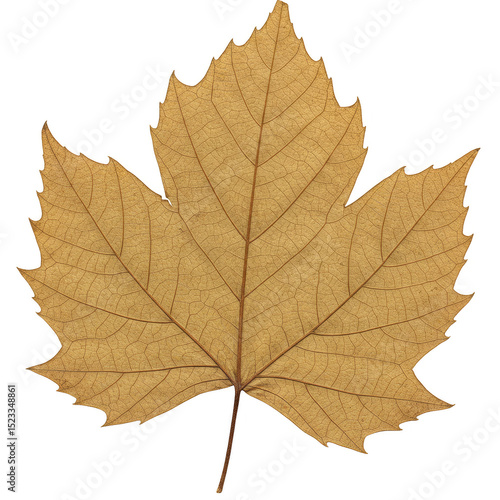 Wallpaper Mural Isolated Autumn Leaf Detailed Fall Foliage on Transparent Background Torontodigital.ca