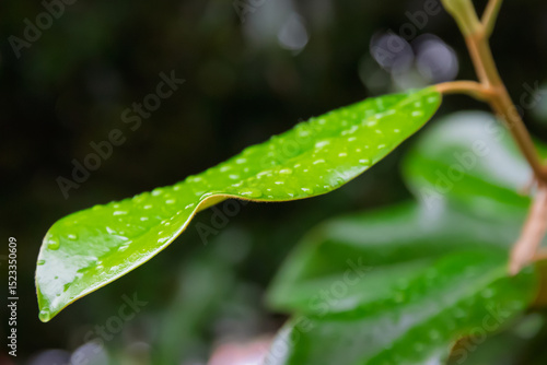 Colorful green leaf with rain drops