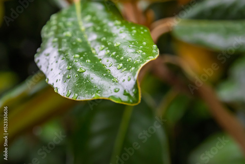 water drops on leaf