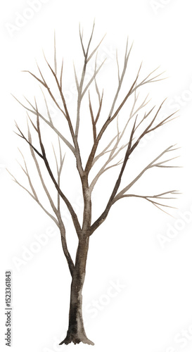 Illustration Bare Tree Bran...