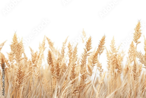 Side View of a Field of Dry Mature Autumn Spikelets of Wheat, Isolated on Transparent Background