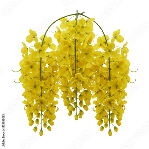 Isolated Illustration of Golden Shower Yellow Cassia Fistula Bloom on Transparent Background