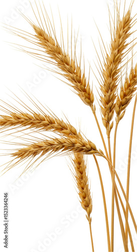 Illustration Golden Wheat B...