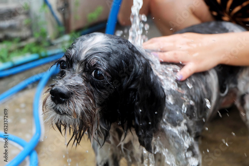 Bathing a puppy to cool down