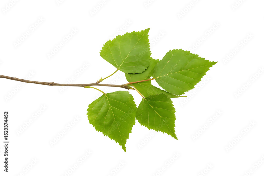 Fototapeta premium Linden Tree Branch with Fresh Green Leaves Isolated on Black Background High Resolution Macro
