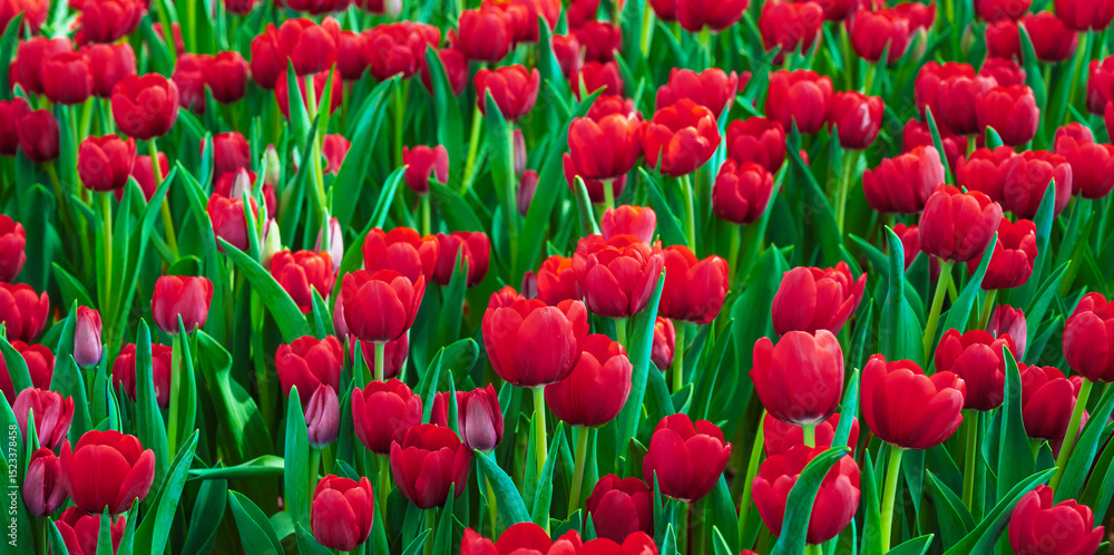 Obraz premium Red tulip flowers blooming on field in spring close-up. Beautiful natural floral background