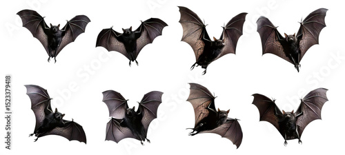 Bats in Various Flying Poses Illustrating Natural Behavior, Isolated on Transparent, white background
