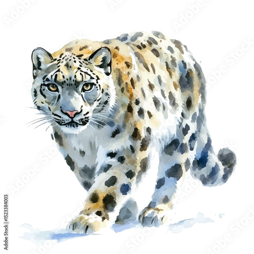 Snow Leopard, watercolor drawing vector, high quality, isolated on a white background.