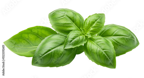 Isolated Transparent Background of Green Basil Leaf for Culinary Use