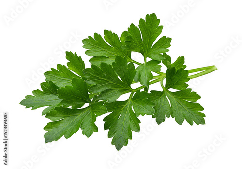 Isolated Fresh Green Parsle...