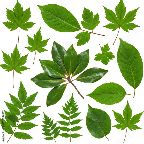 Isolated Green Leaves Trans...
