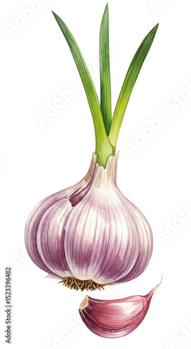 Isolated Illustration of Pu...