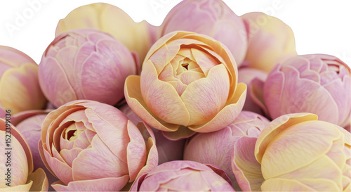 Isolated Pink Lotus Blossom...