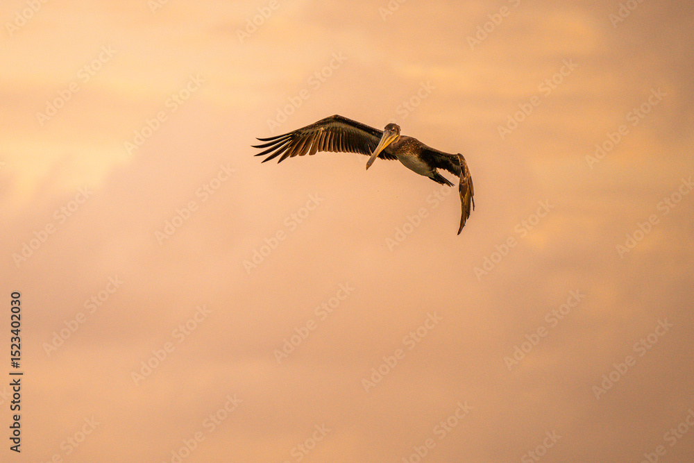 Naklejka premium Sunset flight - Brown Pelican Aruba
