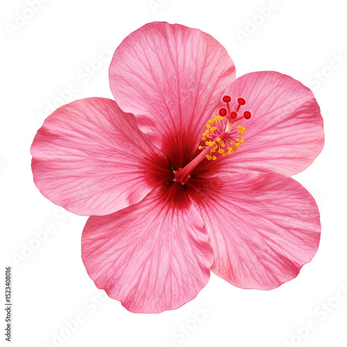 Isolated Transparent Pink H...