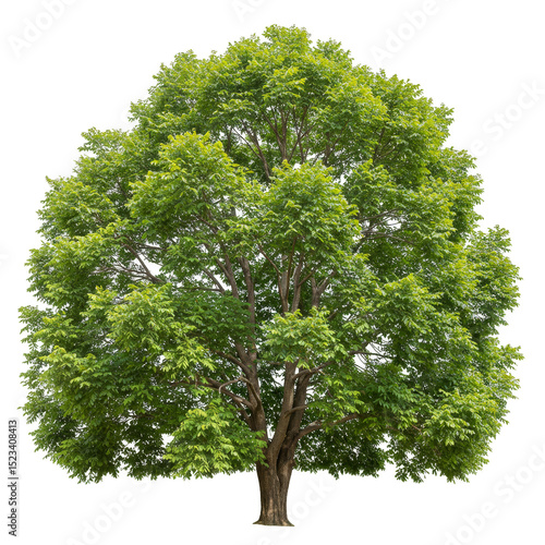 Isolated Tree with Green Le...