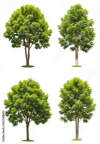 Isolated Tree Illustration ...