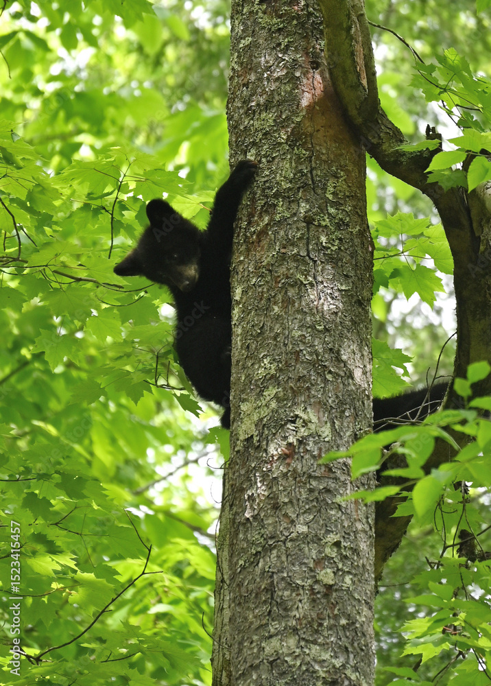 Fototapeta premium Bear Cub in Tree