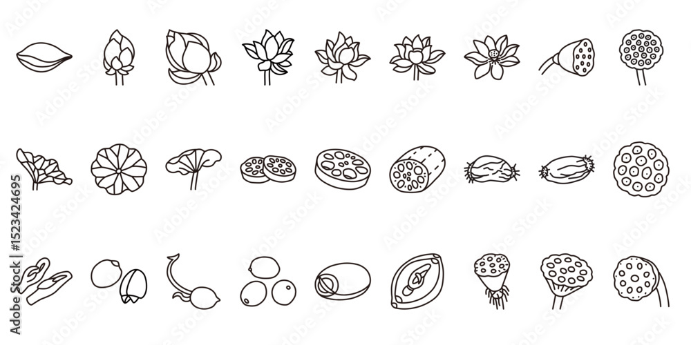 Fototapeta premium A collection of line icons of lotus elements, including flowers, leaves, roots, seeds, and seed pods.