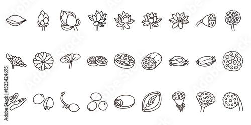 A collection of line icons of lotus elements, including flowers, leaves, roots, seeds, and seed pods.