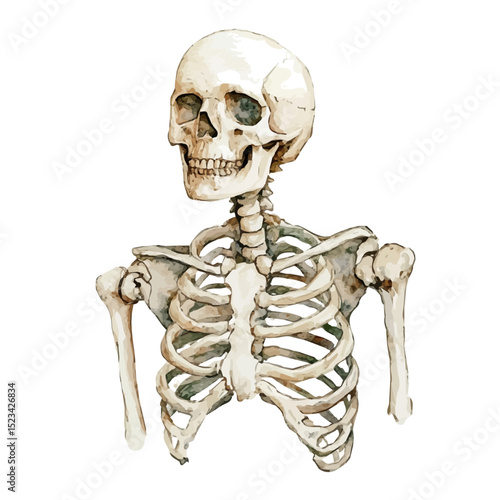 Skeleton Structure Accessories, watercolor drawing vector, high quality, isolated on a white background.