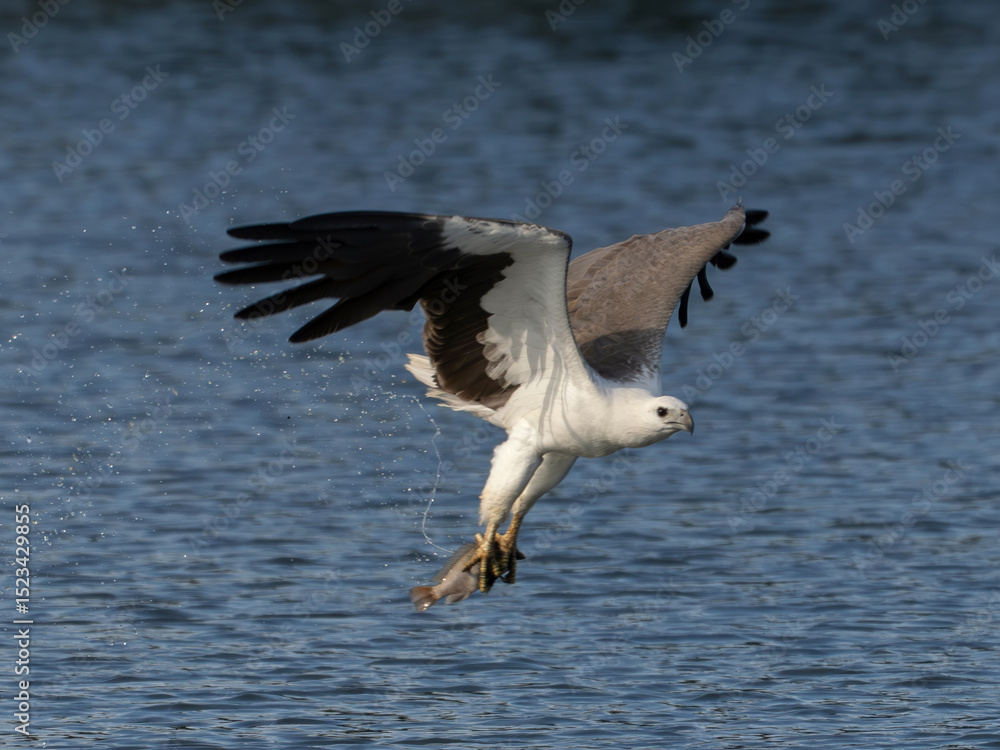 Naklejka premium White-bellied Sea Eagle in precise flight, lowering its talons over the water.