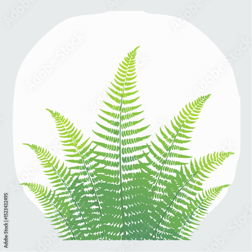 Clean and balanced vector of a sword fern, great for graphic and botanical compositions
