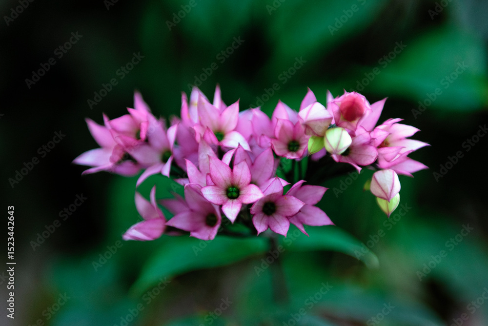 Obraz premium Clerodendrum thomsoniae or bleeding heart glory-bower