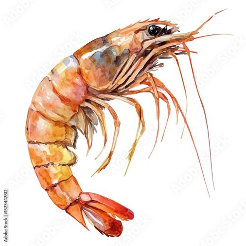 Shrimp, watercolor clipart vector, high quality, isolated on a white background.