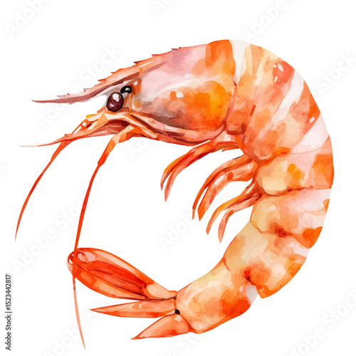 Shrimp, watercolor clipart vector, high quality, isolated on a white background.