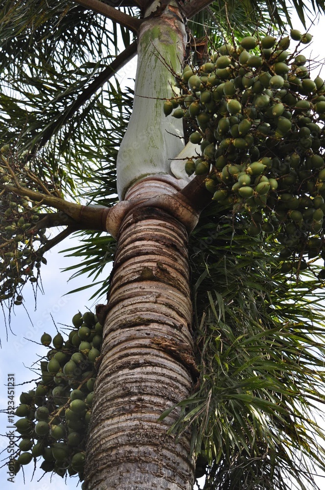 Fototapeta premium palm tree trunk
