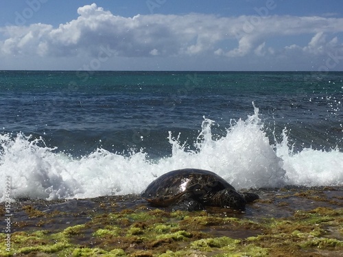 Hawaiian Beach Natural Ocean Turtle Splash 