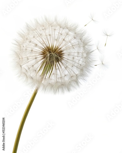 Wallpaper Mural Close-up of a Dandelion Seed Head with Seeds Dispersing in the Wind, Isolated on White Background, Nature Photography Torontodigital.ca