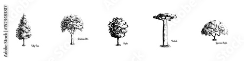 Hand drawn trees with names. Tulip tree_ American elm_ maple_ Baobab_ japanese maple - Tree Vectror collection