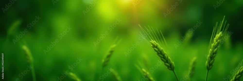 Fototapeta premium Soft focus green wheat hangs, dark space, vertical banner , agriculture, rural