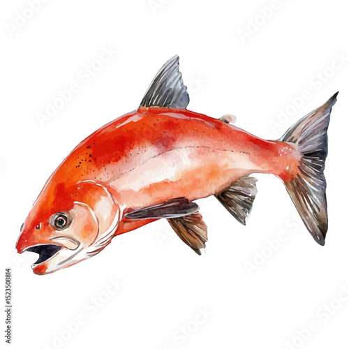 watercolor vector of Salmon, high quality, isolated on a white background.