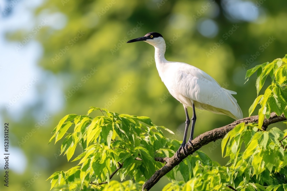 Elegant white bird standing on branch in lush green foliage on a bright sunny day Elegant white bird standing on branch in lush green foliage on a bright sunny day