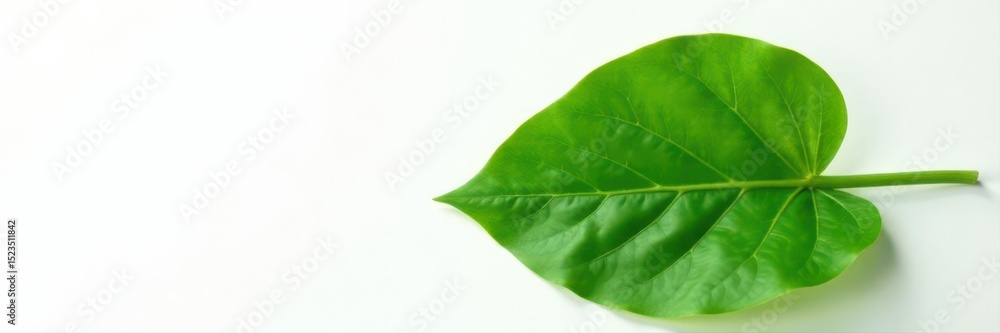 Obraz premium Single papaya leaf, intricate venation, crisp Clean white backdrop, ready for use , isolated, spring