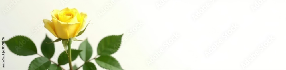 Single yellow rose, lush green leaves, pure white background, plant, background, nature Single yellow rose, lush green leaves, pure white background, plant, background, nature