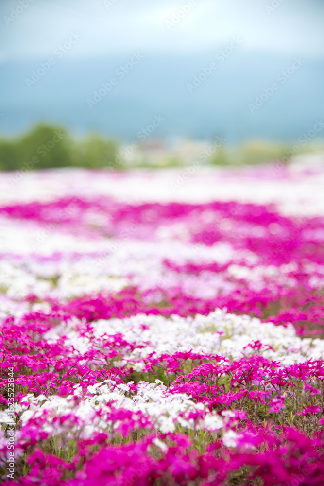 Obraz premium 芝桜