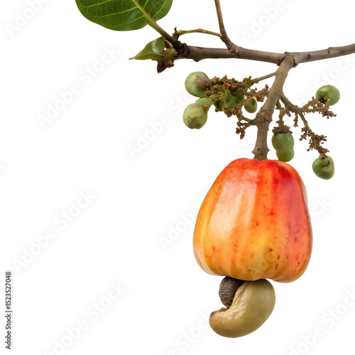 Cashew fruit with nut and branch isolated on black background for food and health concepts