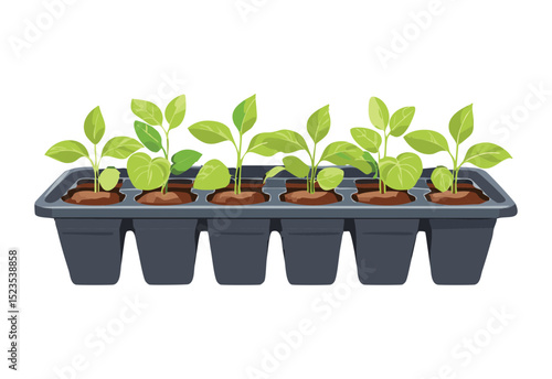 Healthy Young Plants in Starter Pots