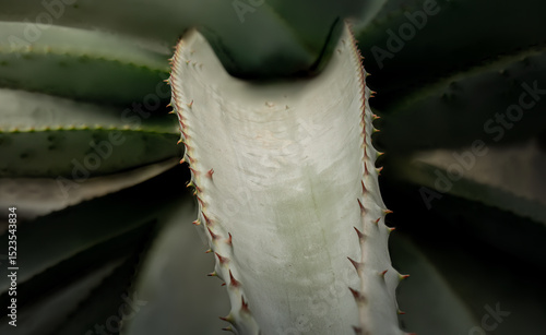 Obraz na plátně Closeup of Agave Plant with Spiky Edges and Dramatic Light – Abstract Botanical