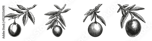 Hand-Drawn Illustration of Olive Branch with Different Olive Stages
