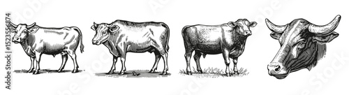 Detailed Sketches of Cows in Various Poses and Perspectives, Logo Design, Hand drawing Engraving, Vector Illustration Isolated Object