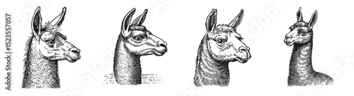 Vintage Illustrations of Llamas in Detailed Black and White Style, Logo Design, Hand drawing Engraving, Vector Illustration Isolated Object