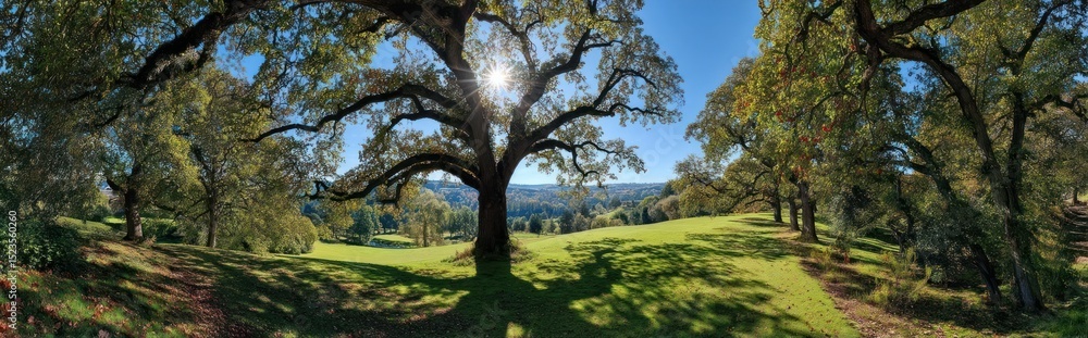 Sunny hilltop landscape with oak trees Sunny hilltop landscape with oak trees