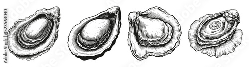 Detailed Illustrations of Various Open Oysters on White engraving, vector illustration, engraving design, logo design set, black and white line