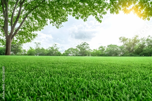 Lush Green Grass Field Landscape Illustration