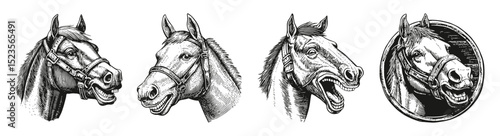 Detailed Illustrations of Horse Heads in Classic Sketch Style, vector illustration, engraving design, logo design set, black and white line